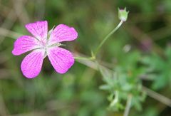 Wiesenstorchschnabel