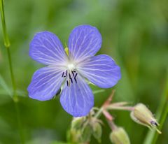 Wiesenstorchschnabel