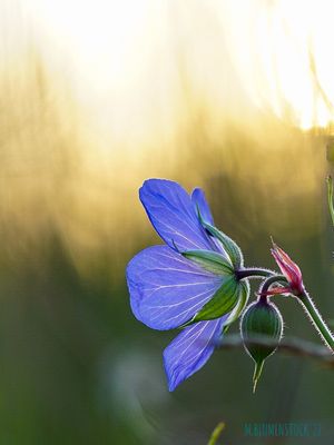 Wiesenstorchschnabel