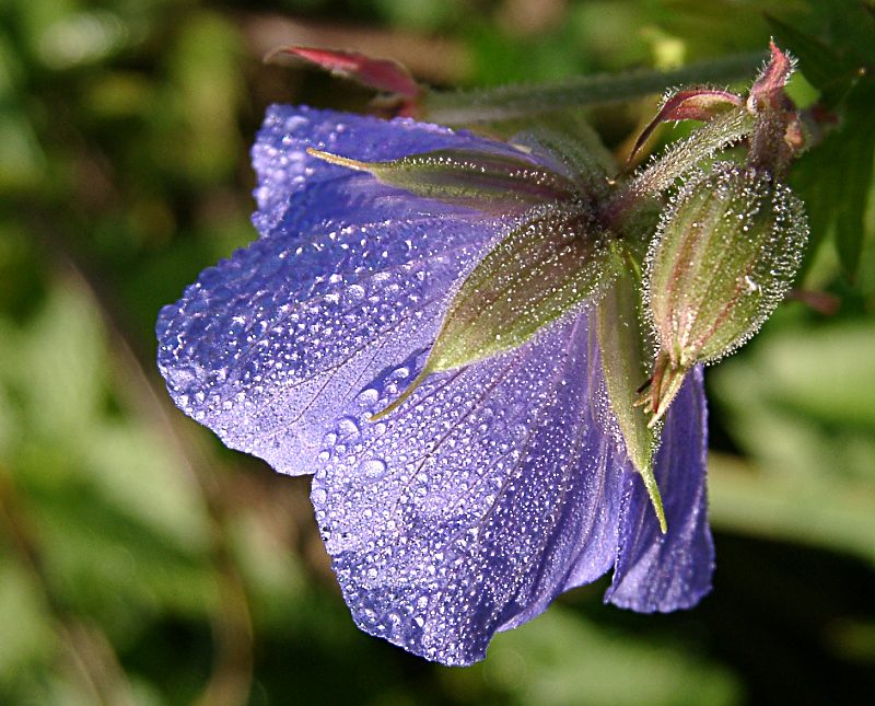 Wiesenstorchschnabel