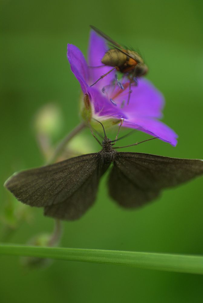 Wiesenstorchschnabel von notschka 