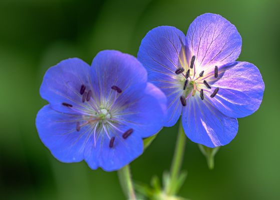 Wiesenstorchschnabel