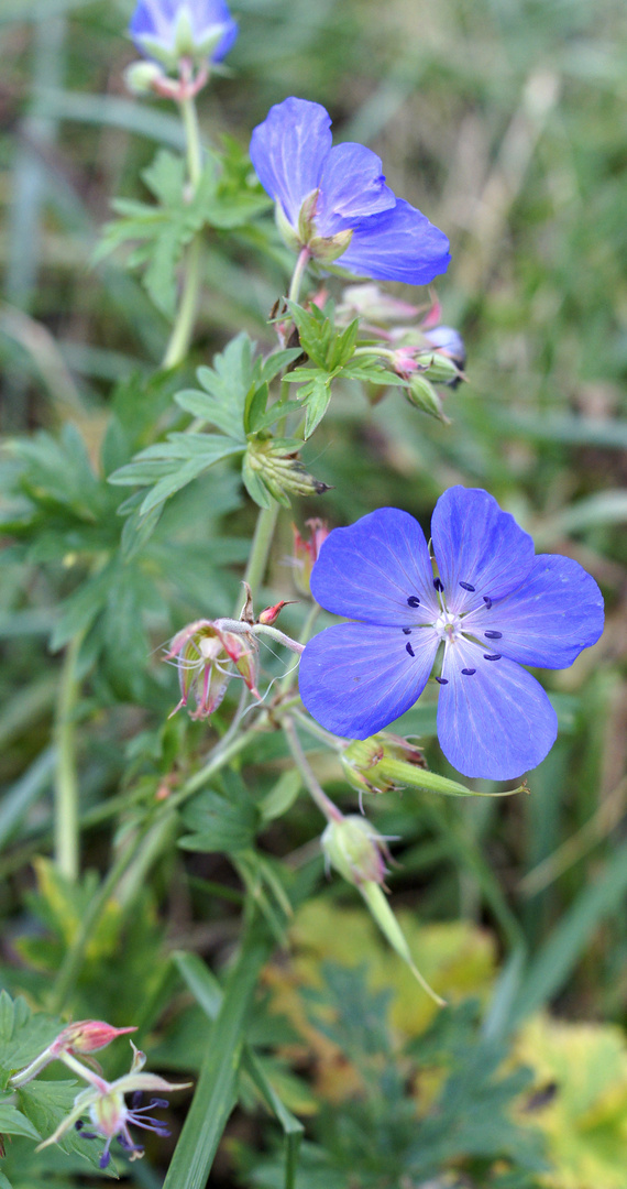 Wiesenstorchschnabel