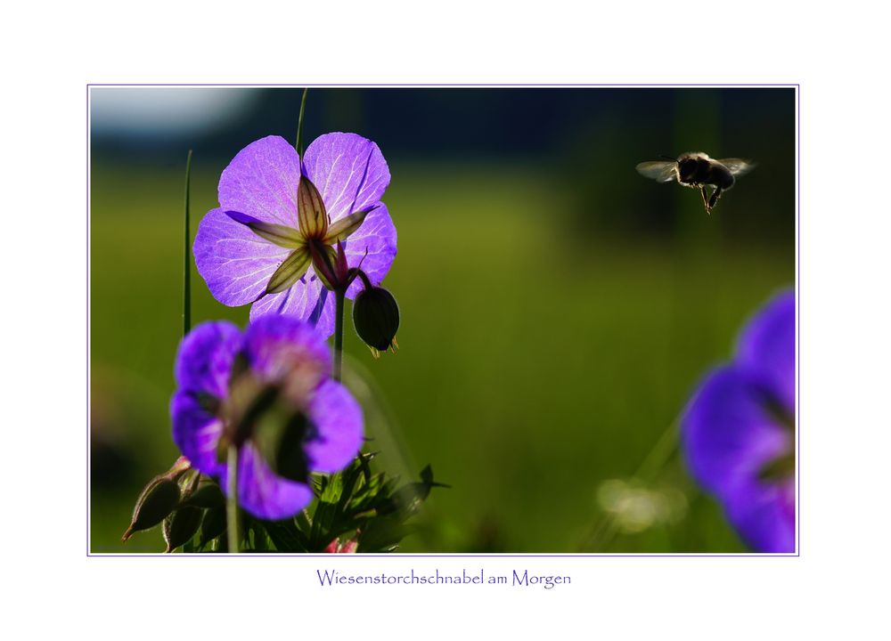 Wiesenstorchschnabel