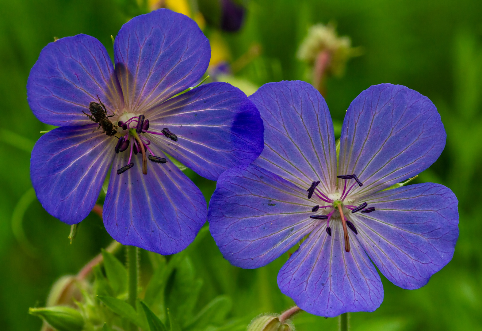 Wiesenstorchschnabel