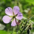 Wiesenstorchschnabel an der Itz