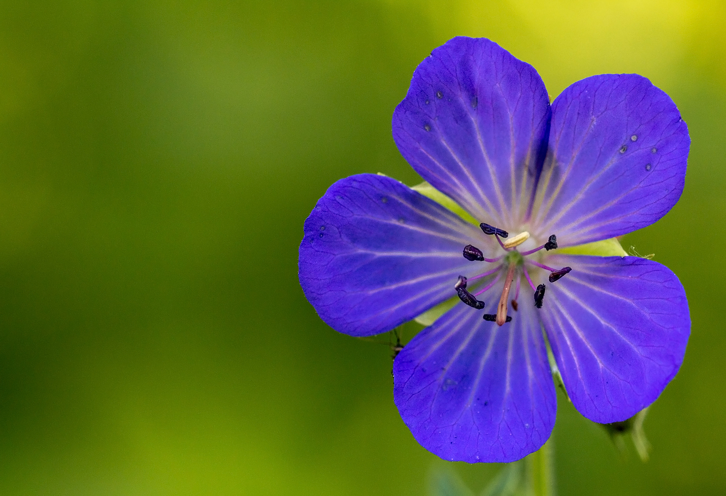 Wiesenstorchschnabel