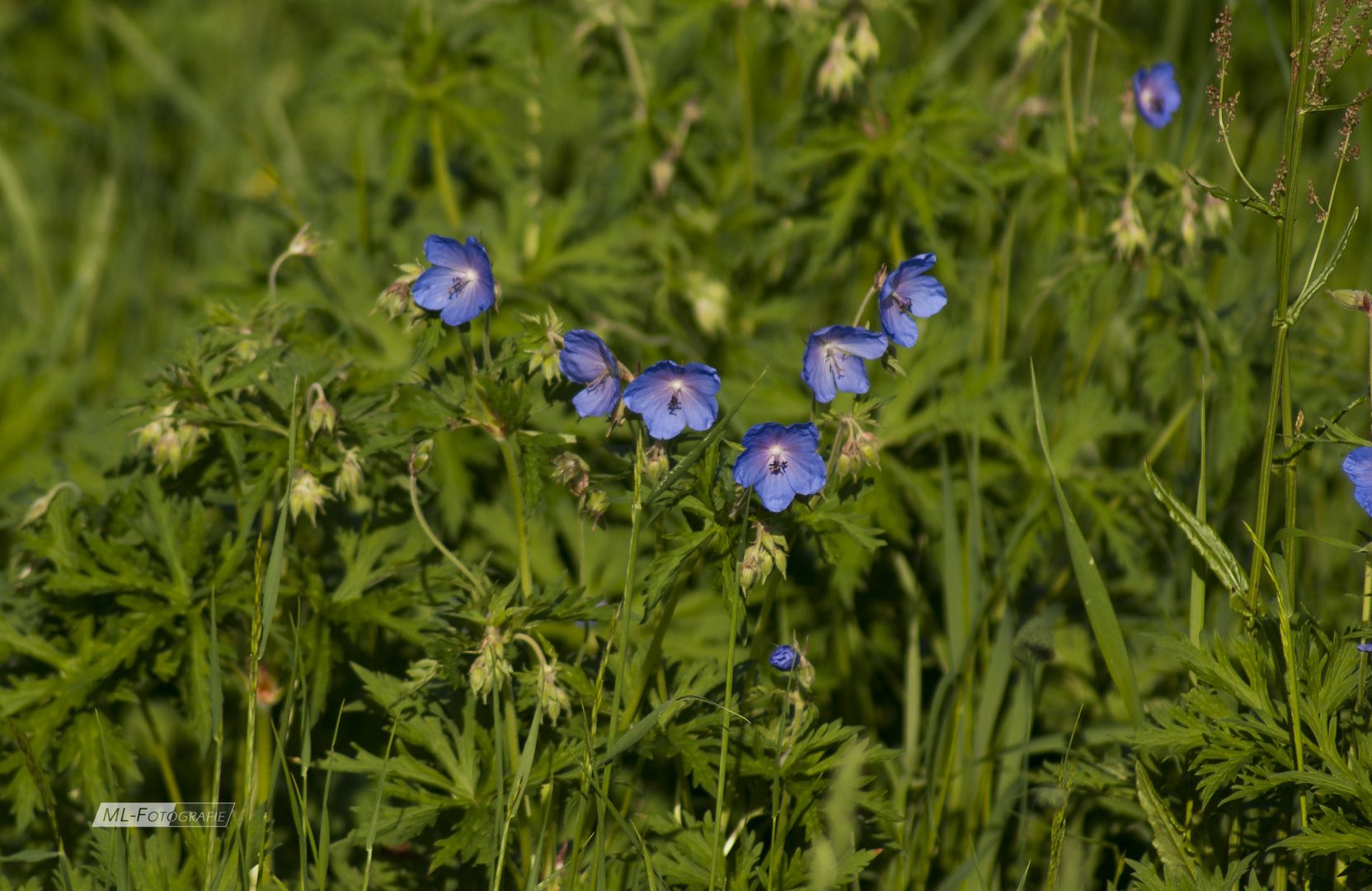 Wiesenstorchschnabel