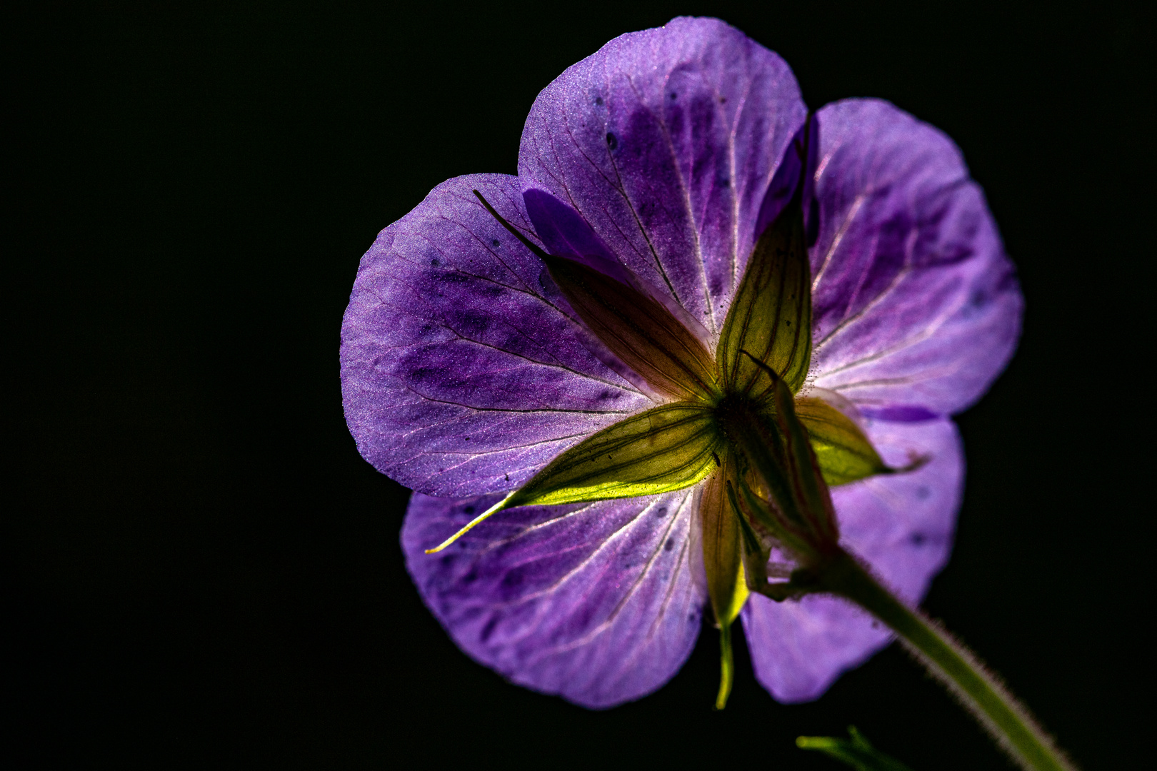 Wiesenstorchschnabel