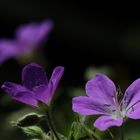 Wiesenstorchschnabel, Dettingen an der Erms