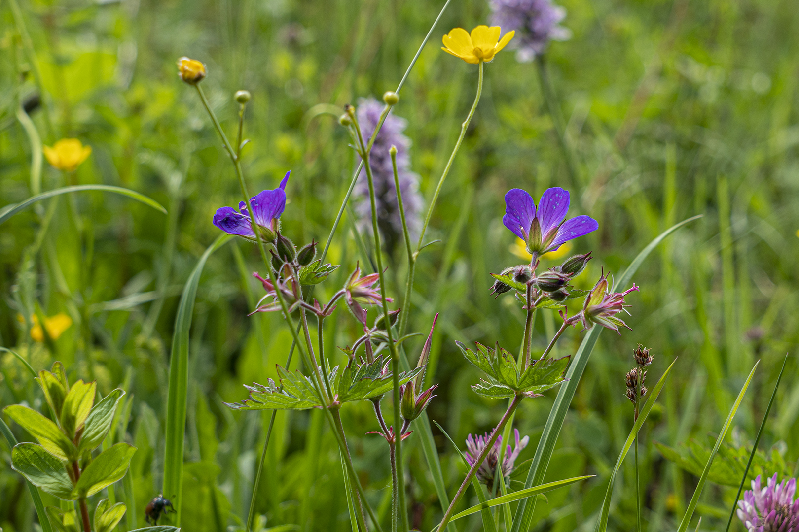 Wiesenstorchschnabel 