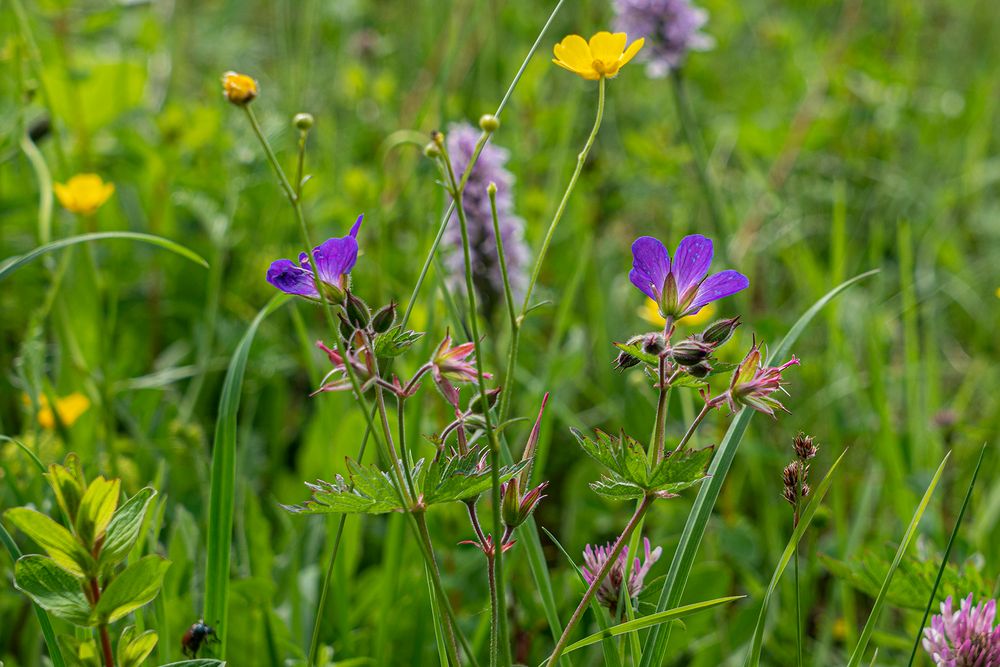 Wiesenstorchschnabel 