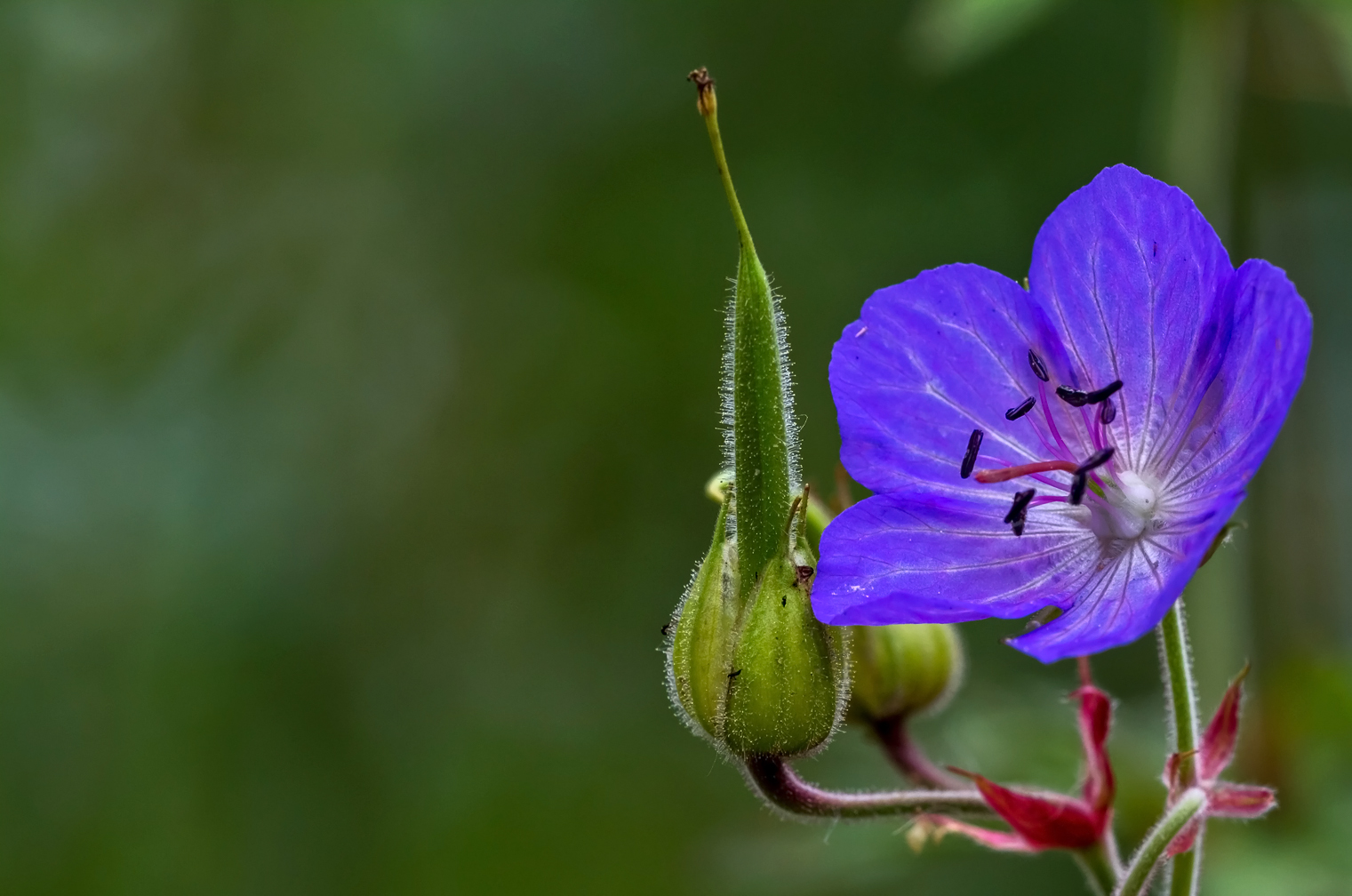 Wiesenstorchschnabel