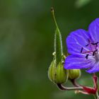 Wiesenstorchschnabel