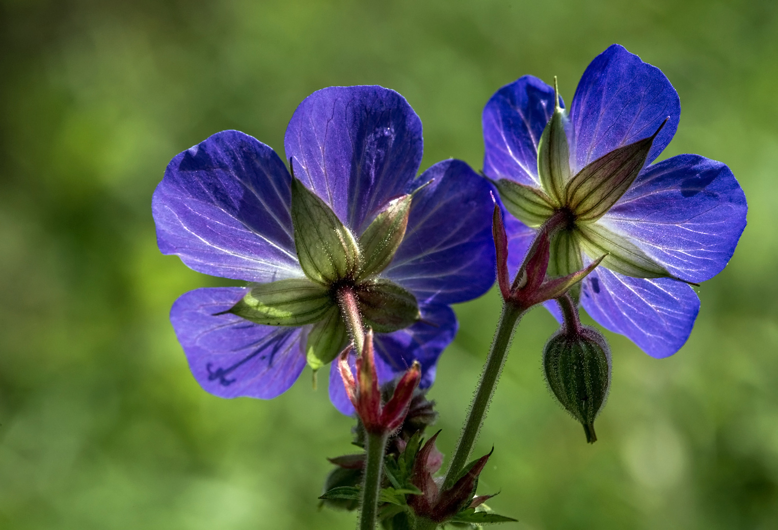 Wiesenstorchschnabel