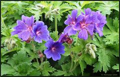 ...Wiesenstorchschnabel... Geranium pratense...