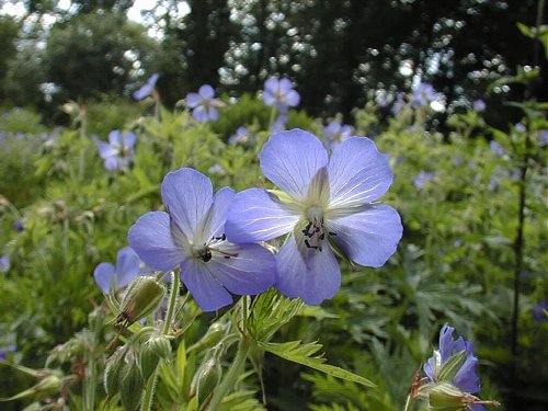 Wiesenstorchschnabel (Geranium pratense)