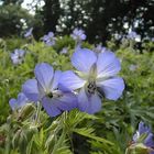 Wiesenstorchschnabel (Geranium pratense)