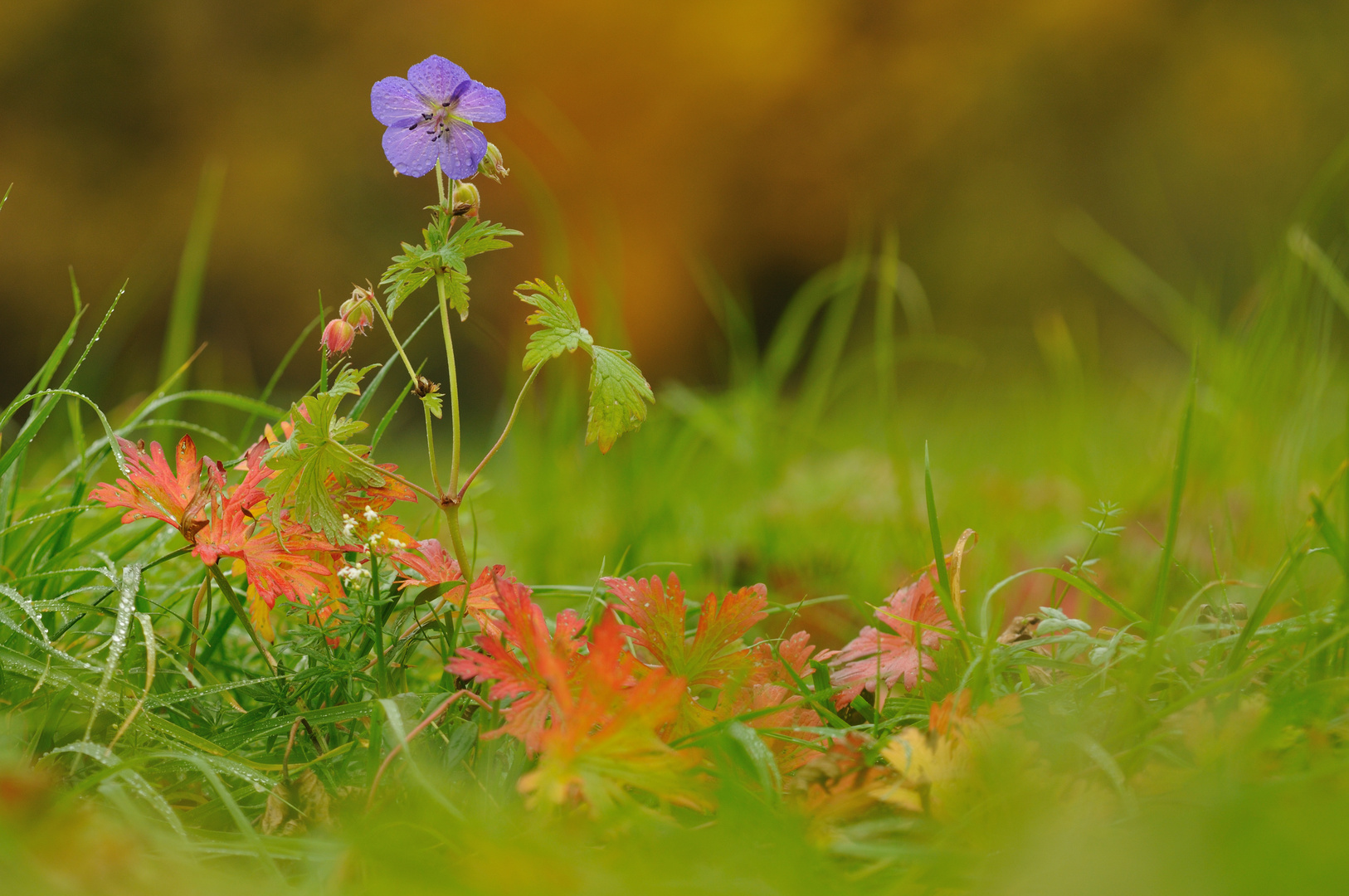 Wiesenstorchschnabel im schönsten Herbstkleid