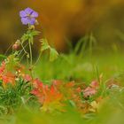 Wiesenstorchschnabel im schönsten Herbstkleid