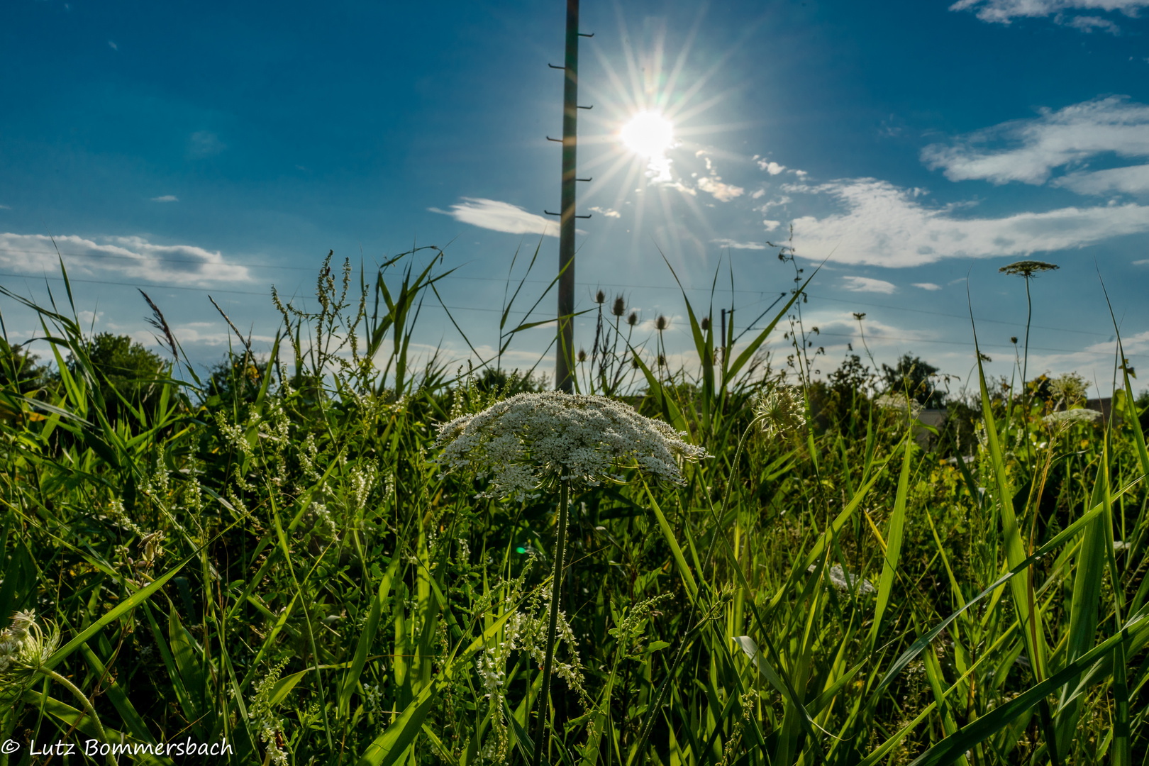 Wiesenstreifen am Bahndamm