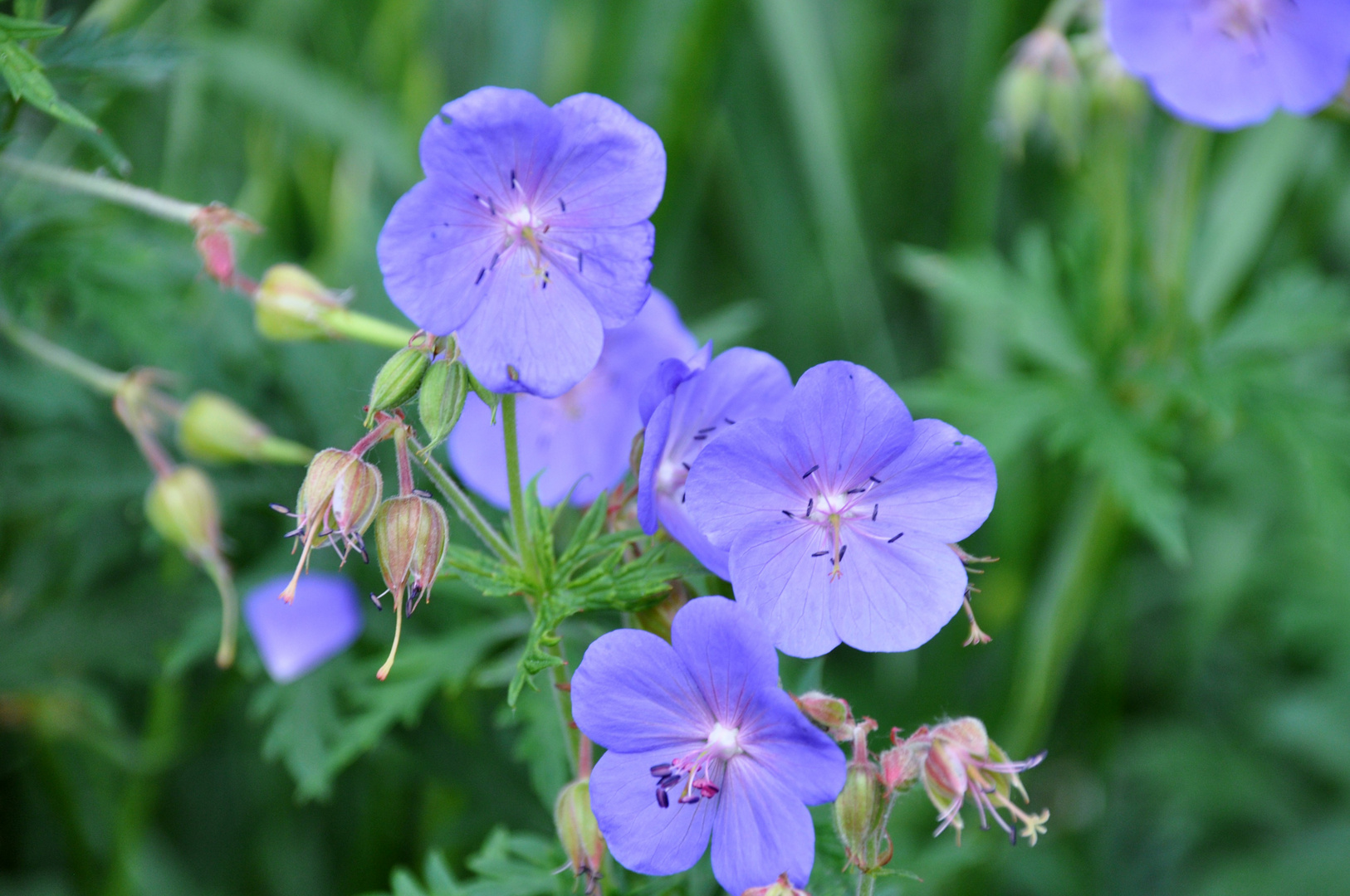 Wiesenstrorchschnabel