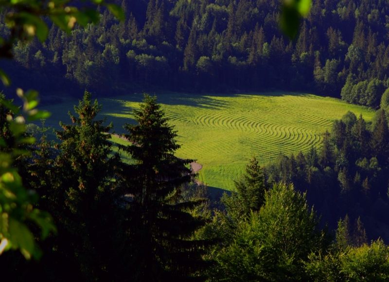 Wiesenstrukturen