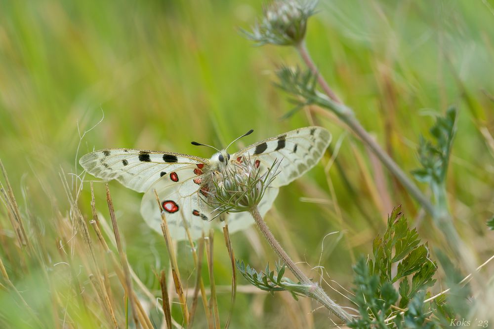 Wiesenstück