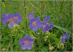 Wiesenstück