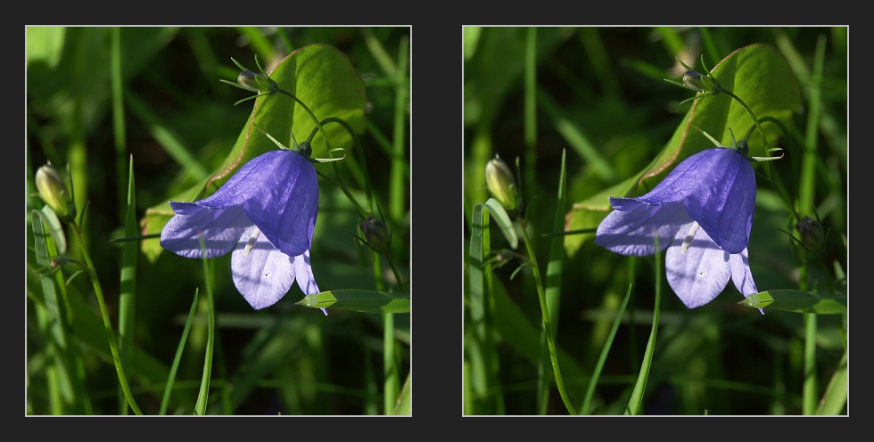 wiesenstück