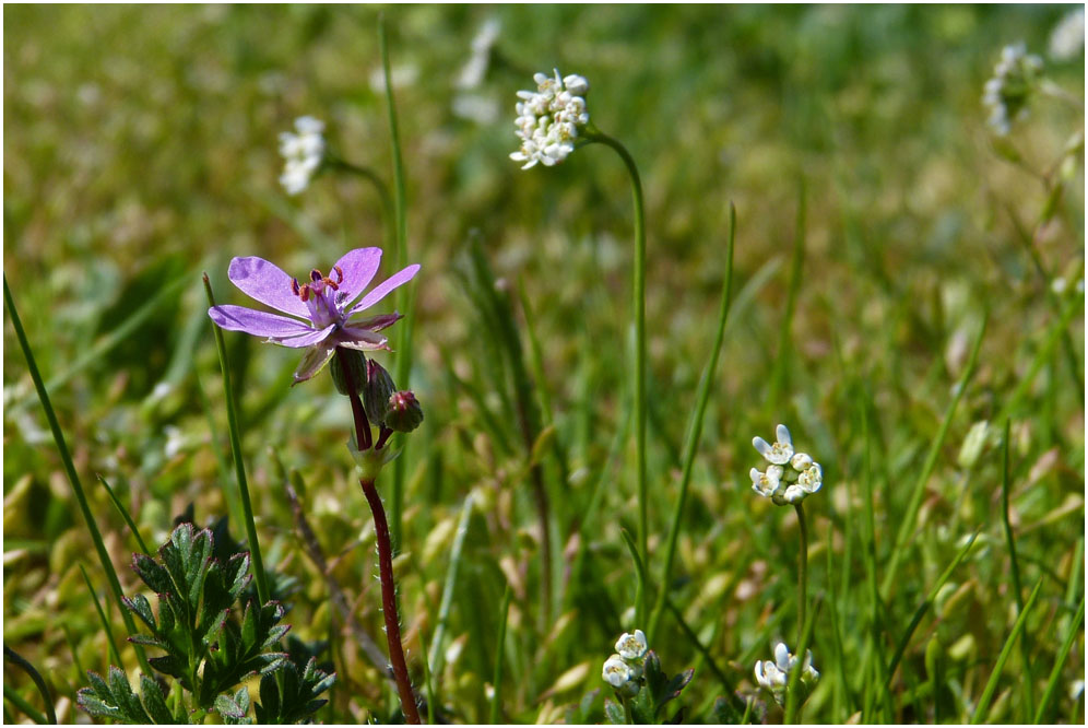 Wiesenstück im April