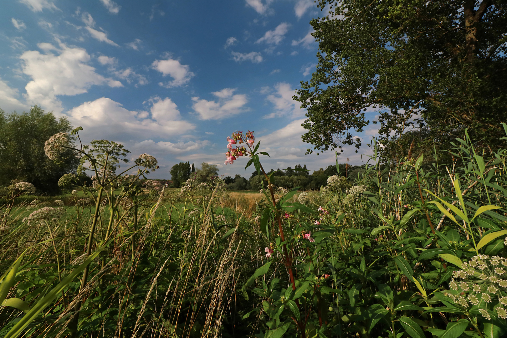 Wiesenstück im Hochsommer