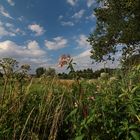 Wiesenstück im Hochsommer