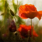 Wiesenstück mit Mohn 2