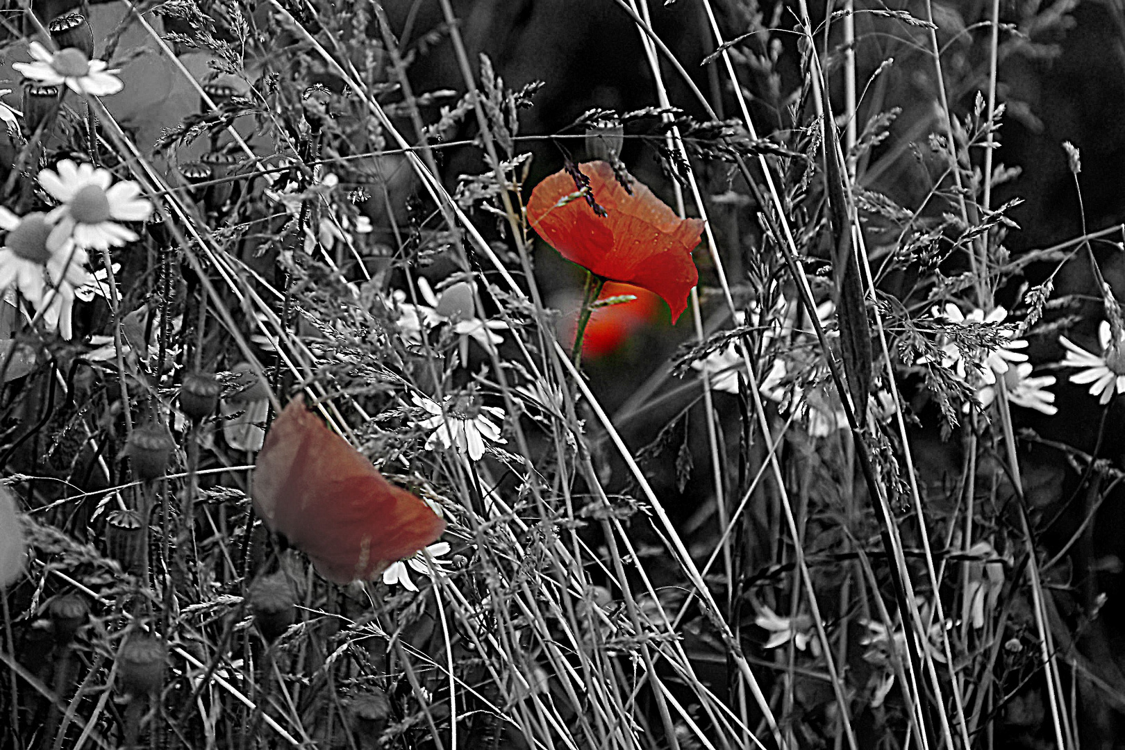 Wiesenstück mit Mohn in Colour-Key