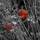 Wiesenstück mit Mohn in Colour-Key