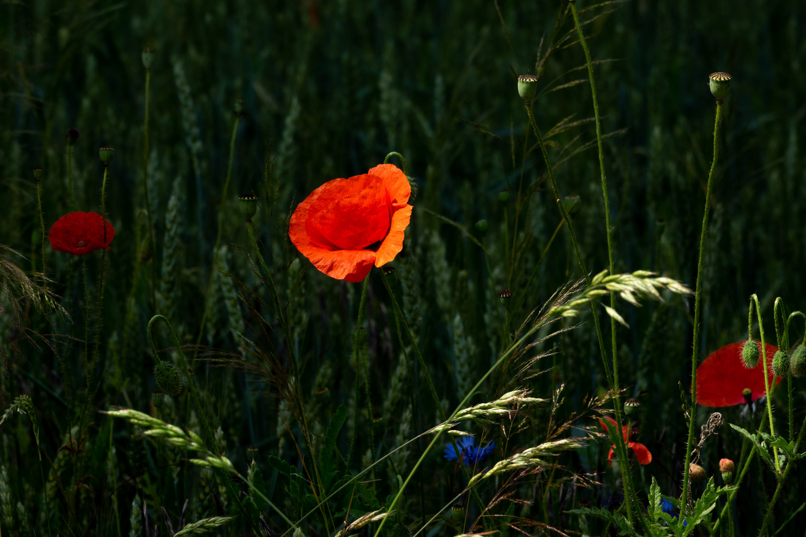 Wiesenstück mit Mohnblume