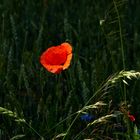 Wiesenstück mit Mohnblume