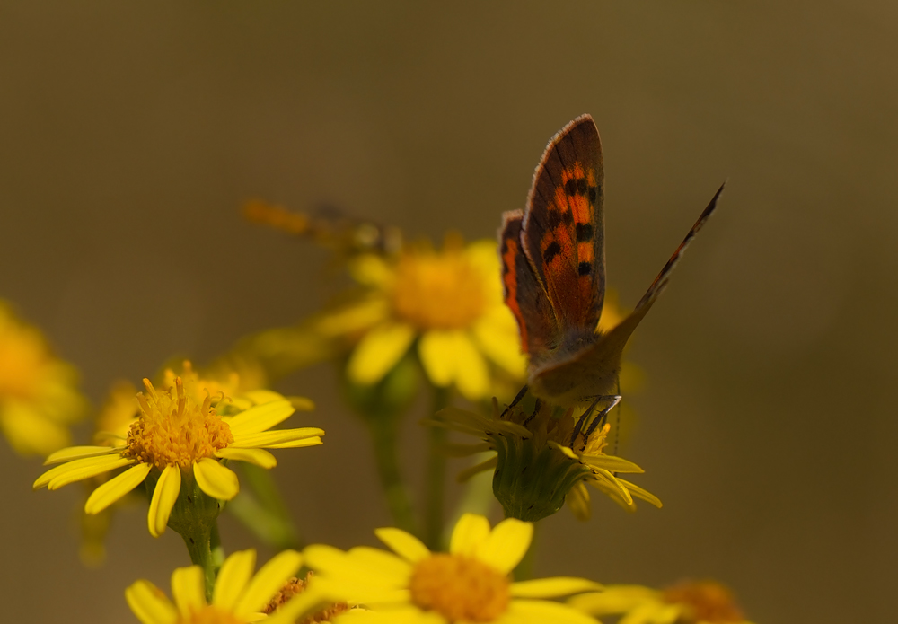 Wiesensymphonie