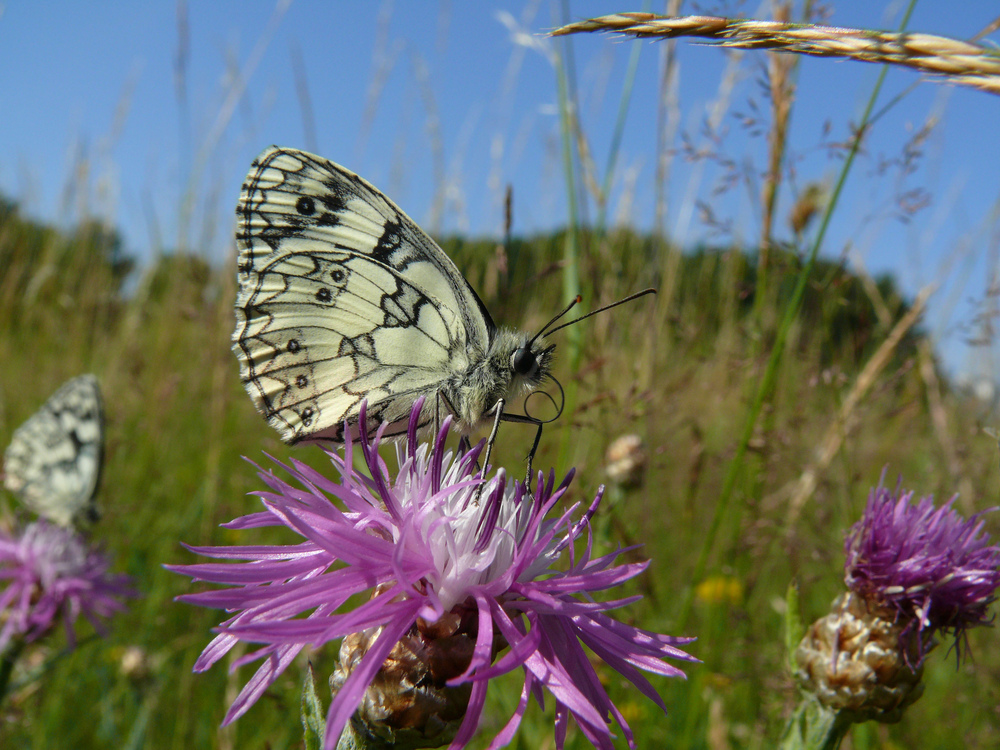 Wiesenszene mit Schachbrettfaltern - Melanargia galathea