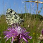 Wiesenszene mit Schachbrettfaltern - Melanargia galathea