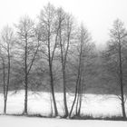 Wiesental im Nebel