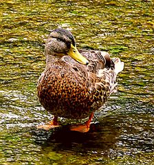 Wiesentbiotop  - Wo bleibt das Wasser? Von oben oder von unten?