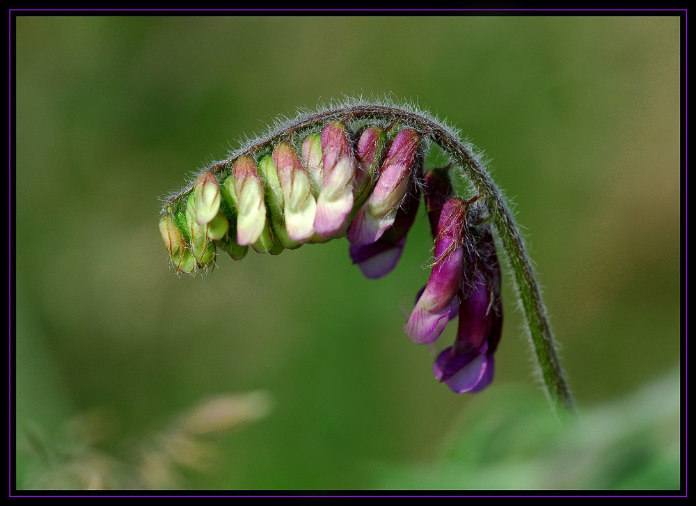 Wiesentraum