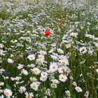 Wiesentraum... Meadow dream... Songe de pré