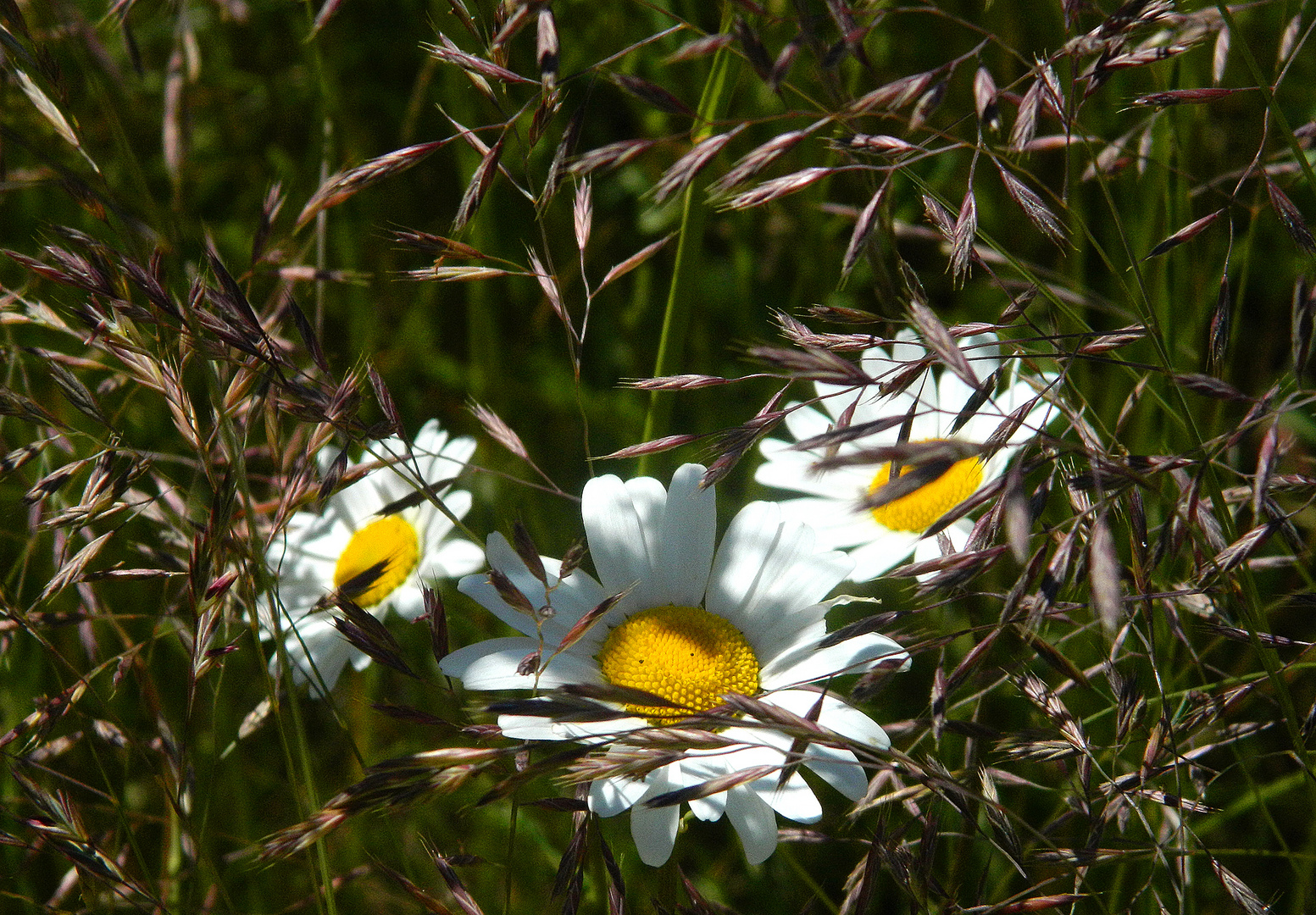 Wiesentupfer