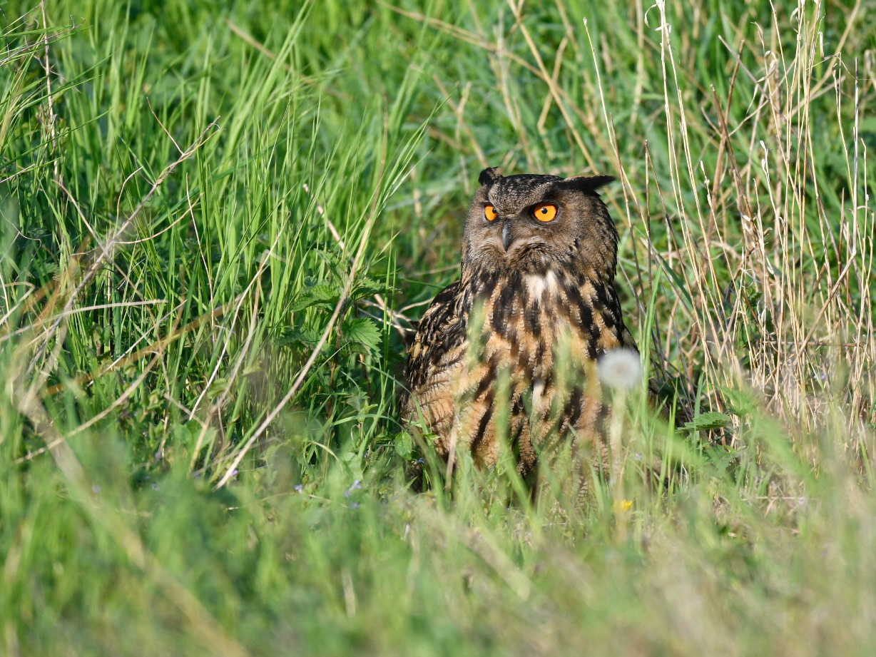 Wiesenuhu Männchen