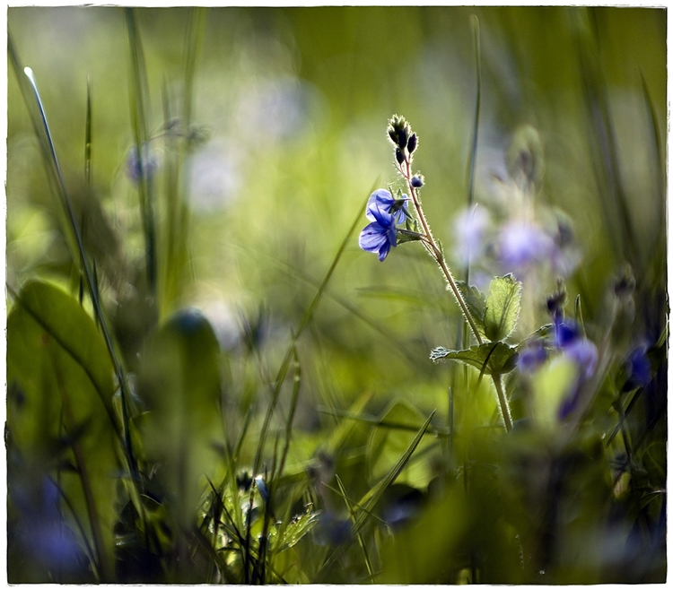 WiesenUnterWelt