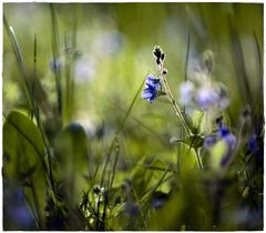 WiesenUnterWelt