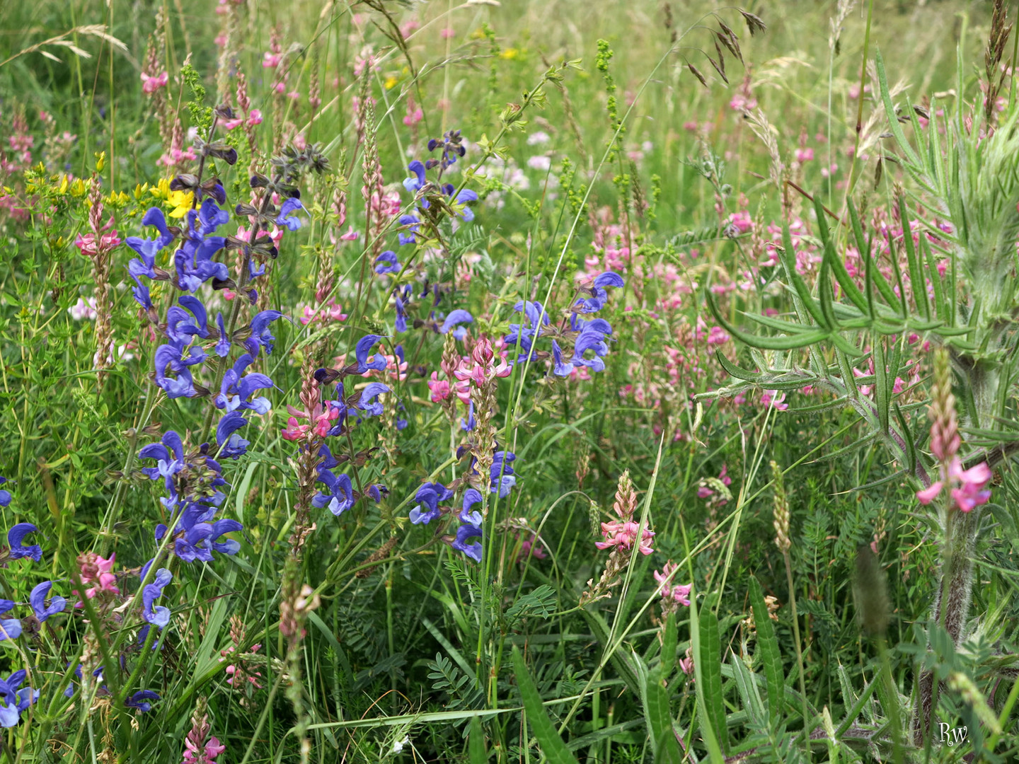 Wiesenurwald